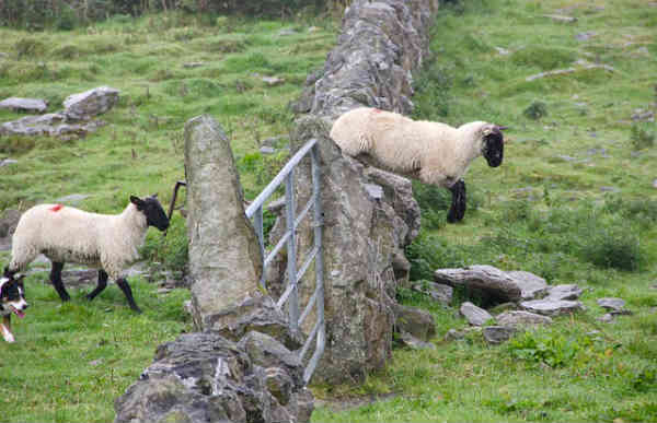 sheep jumping over a fence