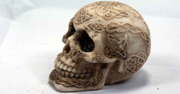 human skull